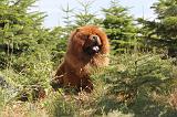 CHOW CHOW 065